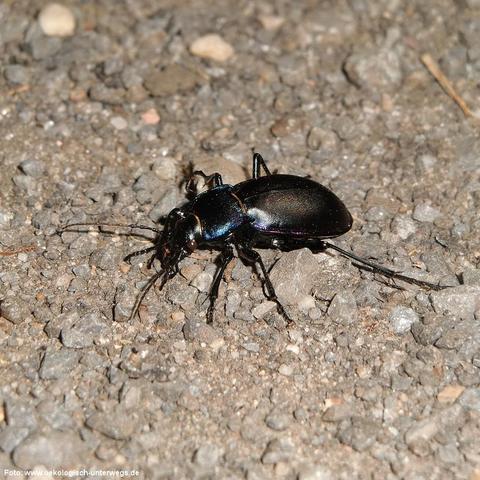Ein großer, glänzend schwarzer Käfer mit leicht metallischem Schimmer bewegt sich auf einem grobkörnigen, kiesigen Untergrund. Der Käfer hat einen länglichen Körper, kräftige Beine und lange, dünne Fühler. Der Kopf ist gut sichtbar abgesetzt vom Halsschild, und der Panzer reflektiert leicht violett-blaue Farbtöne. Kleine Steine und lose Partikel umgeben das Insekt.