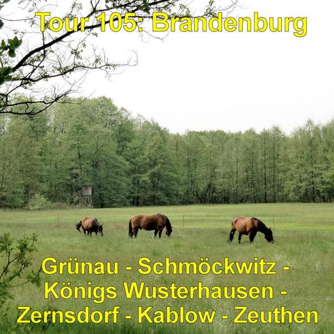 Weite, offene Wiesenlandschaft mit saftig grünem Gras. Drei braune Pferde stehen verteilt auf der Fläche und grasen mit gesenktem Kopf. Im Hintergrund erstreckt sich ein dichter Wald aus hohen Laubbäumen mit frischem, hellem Grün. Am Waldrand steht ein kleiner hölzerner Hochsitz auf Stelzen. Der Himmel wirkt hell und gleichmäßig bedeckt. Im Vordergrund ragen einzelne Äste mit jungen Blättern ins Bild. Die Szene vermittelt eine ruhige, naturnahe Umgebung.