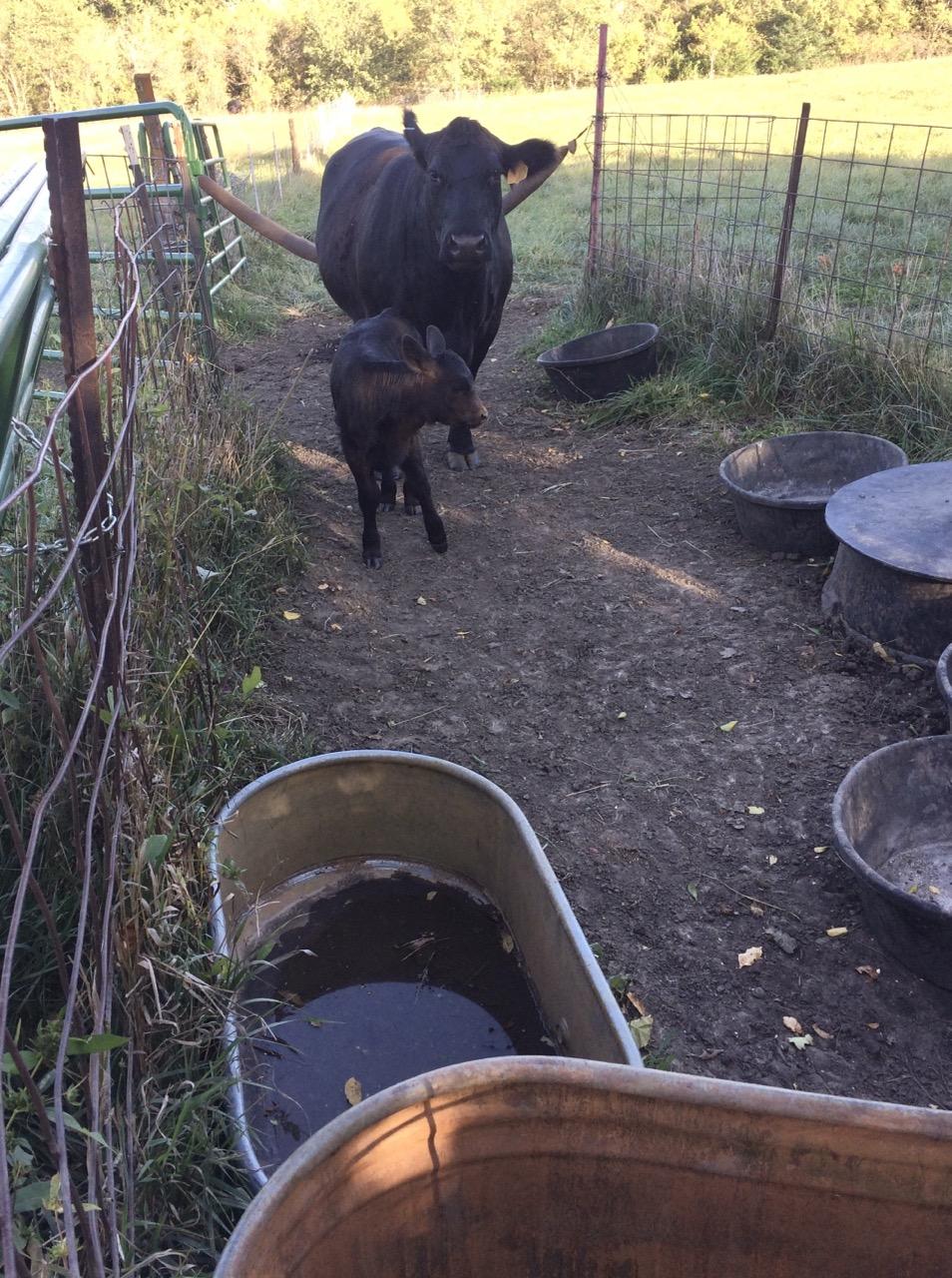 September 2020. A black cow and her small calf enter a narrow pen.  In the pen are two water tanks, a mineral feeder, and large rubber tubs. The pen is made up of wire cattle panels and green tubular corral panels.