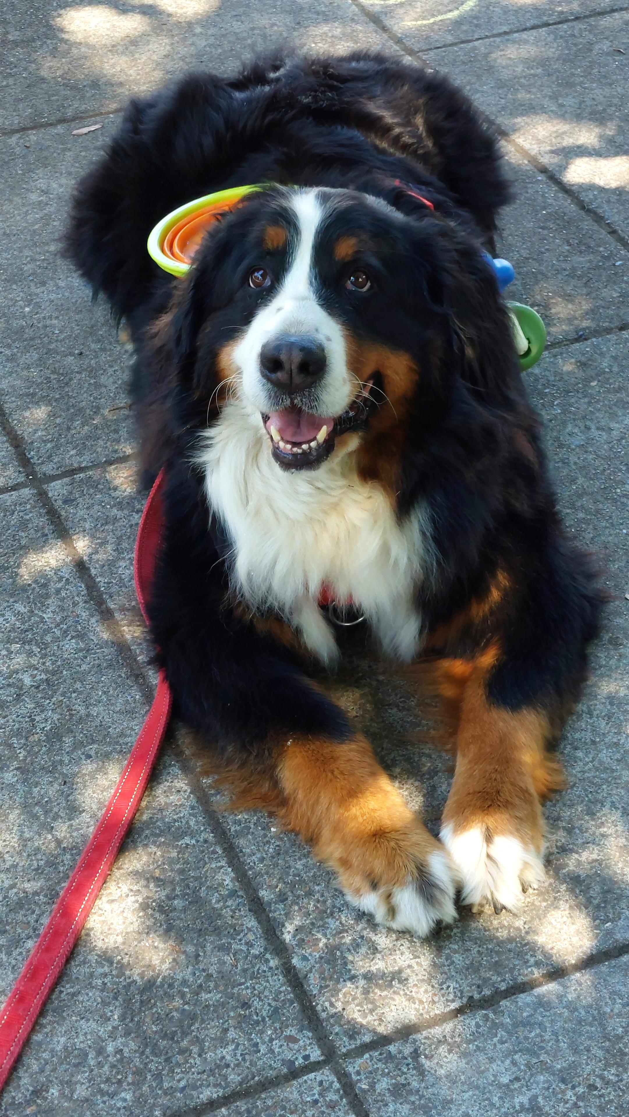 A Bernese Mountain Dog lies on a concrete sidewalk looking up at the camera. She is wearing a red harness and leash with water bottle, dish, and poo bag dispenser clipped on the back.