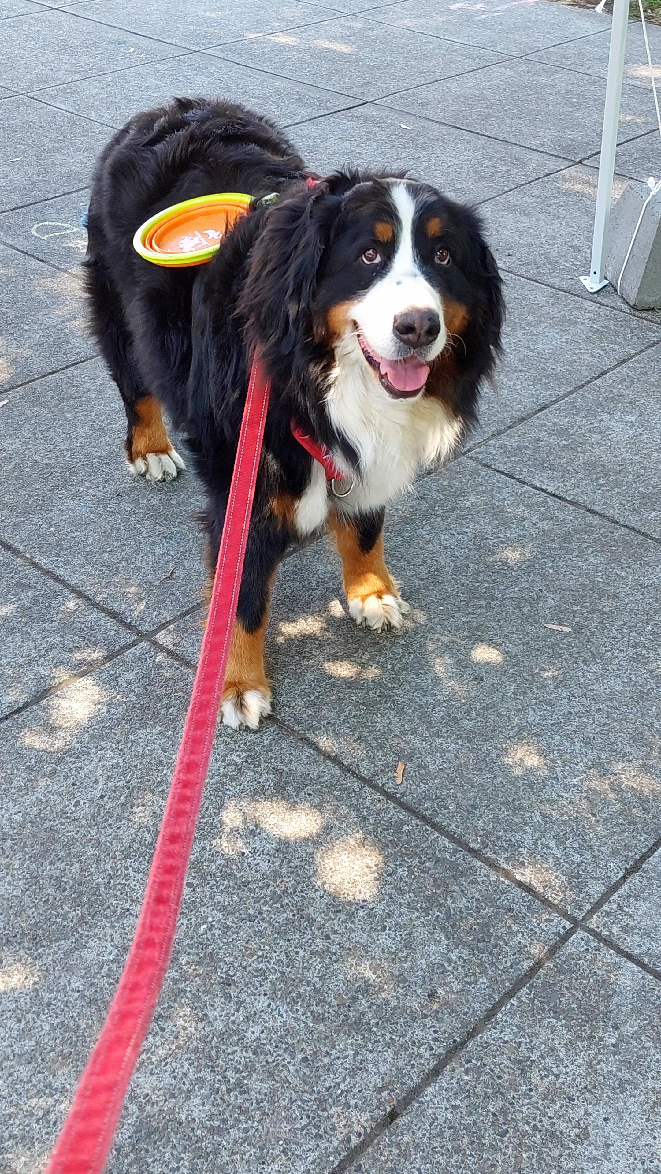 A Bernese Mountain Dog stands on a concrete sidewalk looking up at the camera.