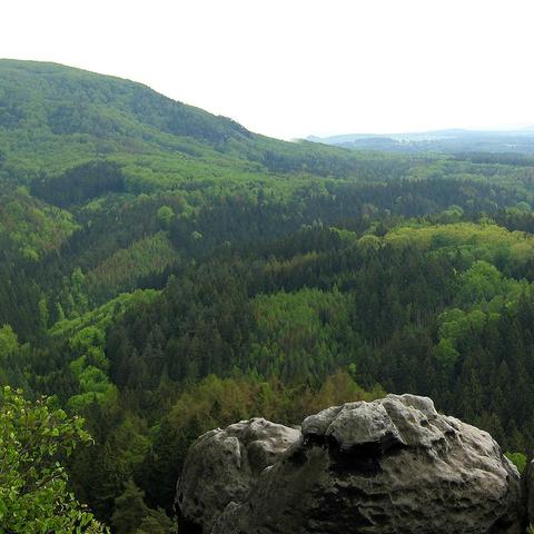 Ein weiter Blick über eine dicht bewaldete Hügellandschaft mit einer Mischung aus Laub- und Nadelbäumen in verschiedenen Grüntönen. Im Vordergrund ragt ein heller, grob strukturierter Felsvorsprung in das Bild hinein. Die Hänge und Täler im Hintergrund sind vollständig bewaldet, wobei sich dunkle Nadelwaldflächen mit helleren Laubwäldern abwechseln. Am oberen Bildrand verläuft ein Bergrücken unter einem hellen, wolkenverhangenen Himmel.