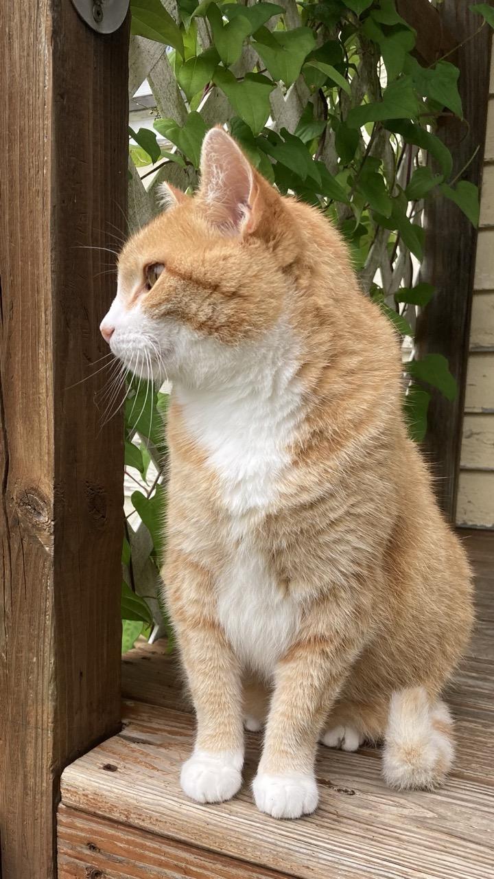 An orange and white cat is seated on a wood deck. The cat is seen slightly from the side.  The head is turned so that we see the profile of the face.