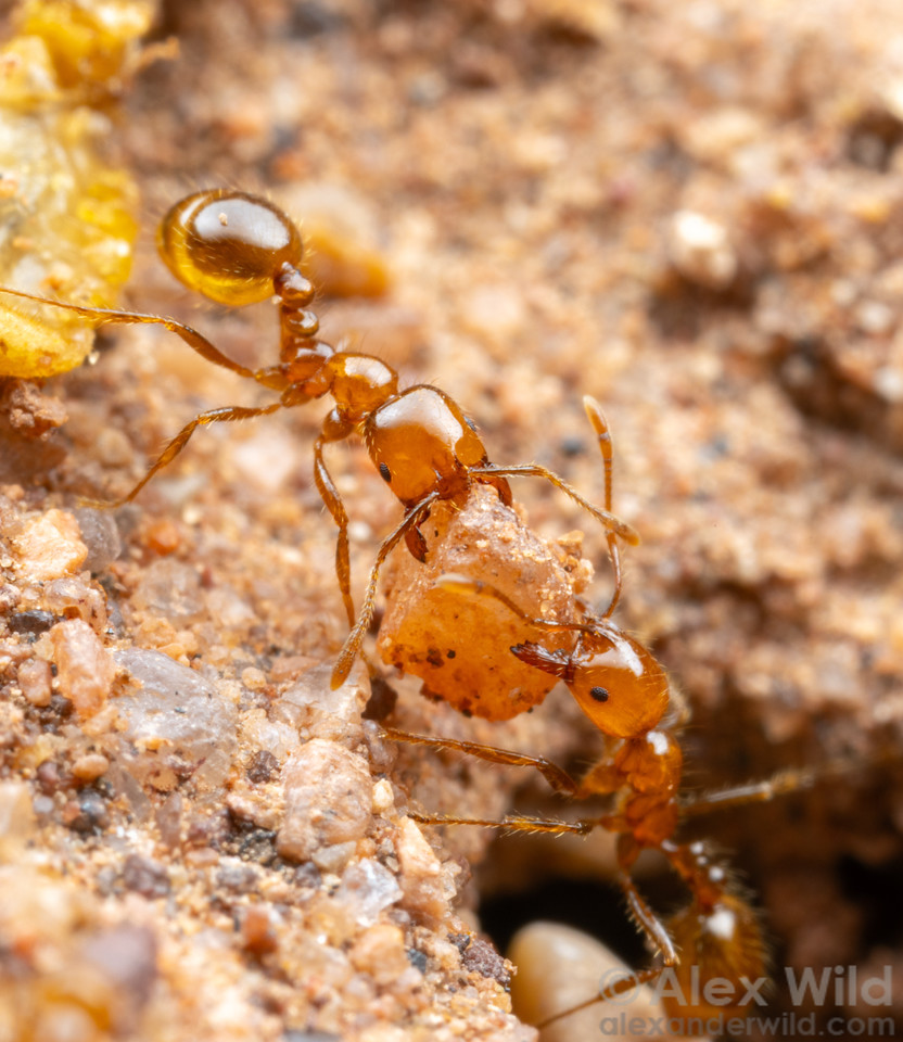 Macro photo in portait orientation of two shiny, almost glasslike orange ants pulling a stone larger than their heads out of a hole in the ground.