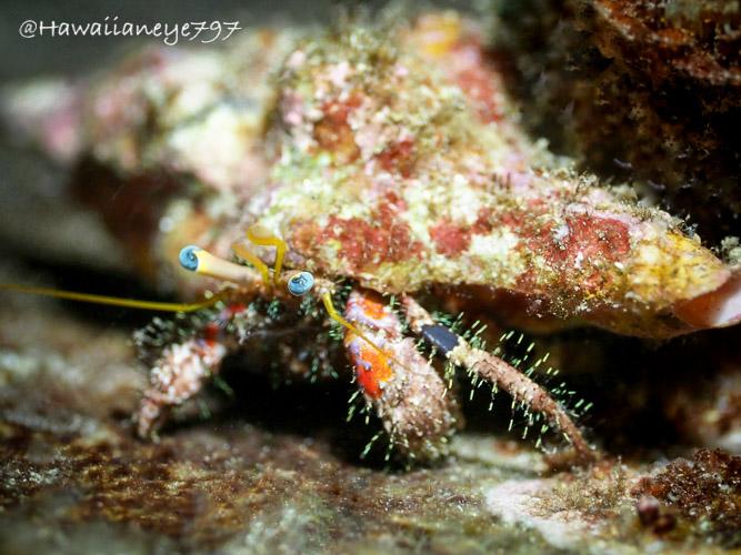 A hermit crab crawling over a reef with its large shell at an ocean reef. The crab has spiky hairs on its red legs and yellow eyestalks tipped inn a dull blue. The crab retreats into its shell when threatened, and changes shells as it grows larger.