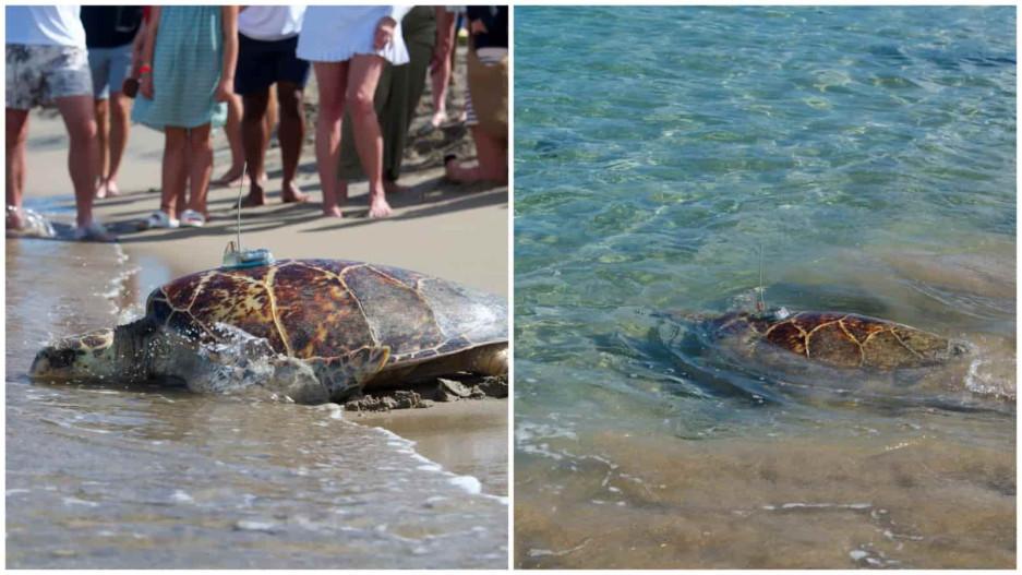 Sea Turtle Tagged On Nevis Island.jpg