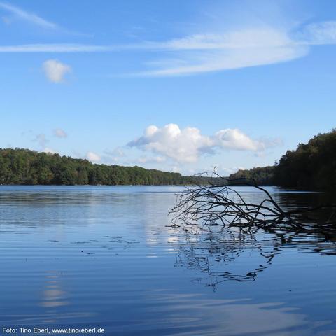 Ruhige Wasserfläche eines großen Sees oder breiten Flusses, gesäumt von dichten, grünen Mischwäldern auf beiden Seiten. Ein abgestorbener, kahler Ast reicht von rechts schräg ins Wasser und spiegelt sich deutlich auf der glatten Oberfläche. Der Himmel ist klar mit wenigen weißen Wolken und zarten Schleierwolken, die sich ebenfalls im Wasser spiegeln. 