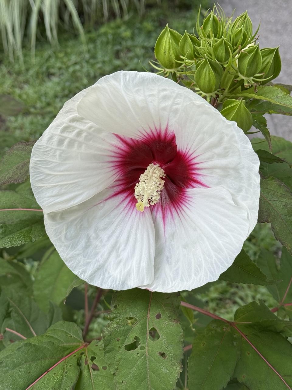 A large white hibiscus flower, about the size of a small dessert plate, blooms.  The center of the flower is a bright maroon.  Green leaves are in the background, as are unopened buds.
