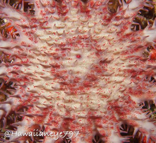 A close-up of a sea star showing its venomous spikes, white in this individual with reddish shading. Most sea stars of this type are green.