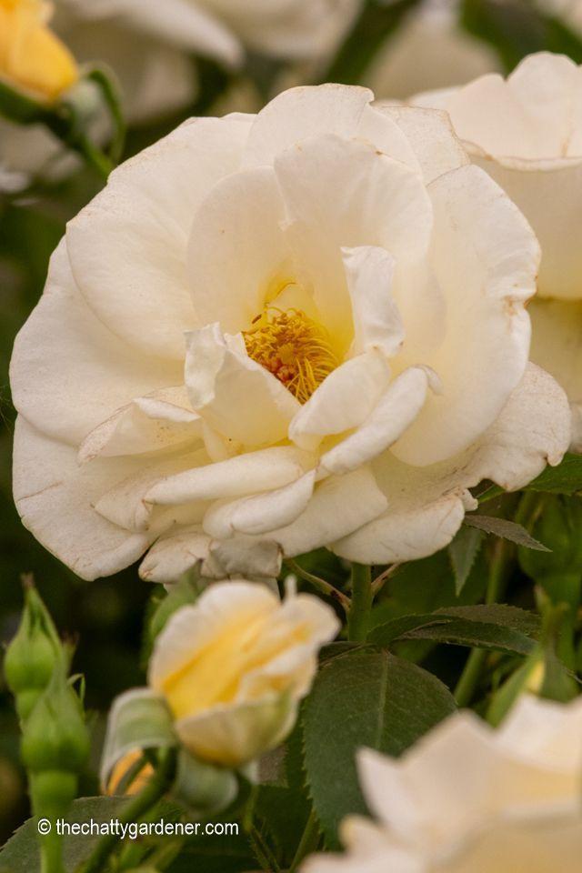 Pale lemon rose.