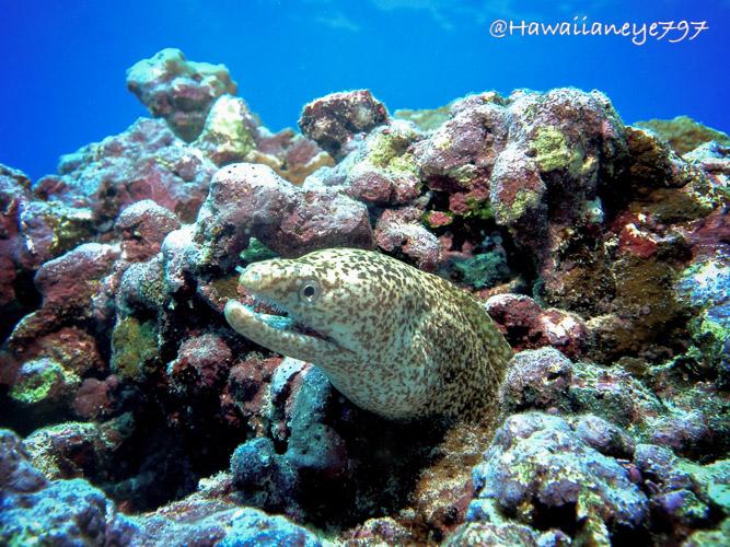 A small light-colored moray eel at an ocean reef. The eel is speckled with fine dark spots. Around the eel is worn and damaged coral, and the upper part of the photo shows a blue ocean background.