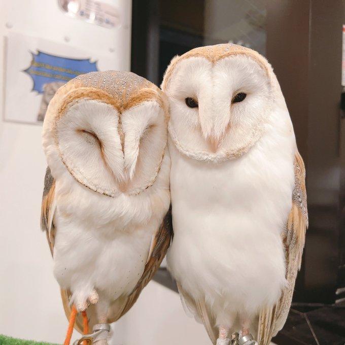 Barn owls snuggling. Left has eyes closed, right sleepy-grumpily glaring at the camera.