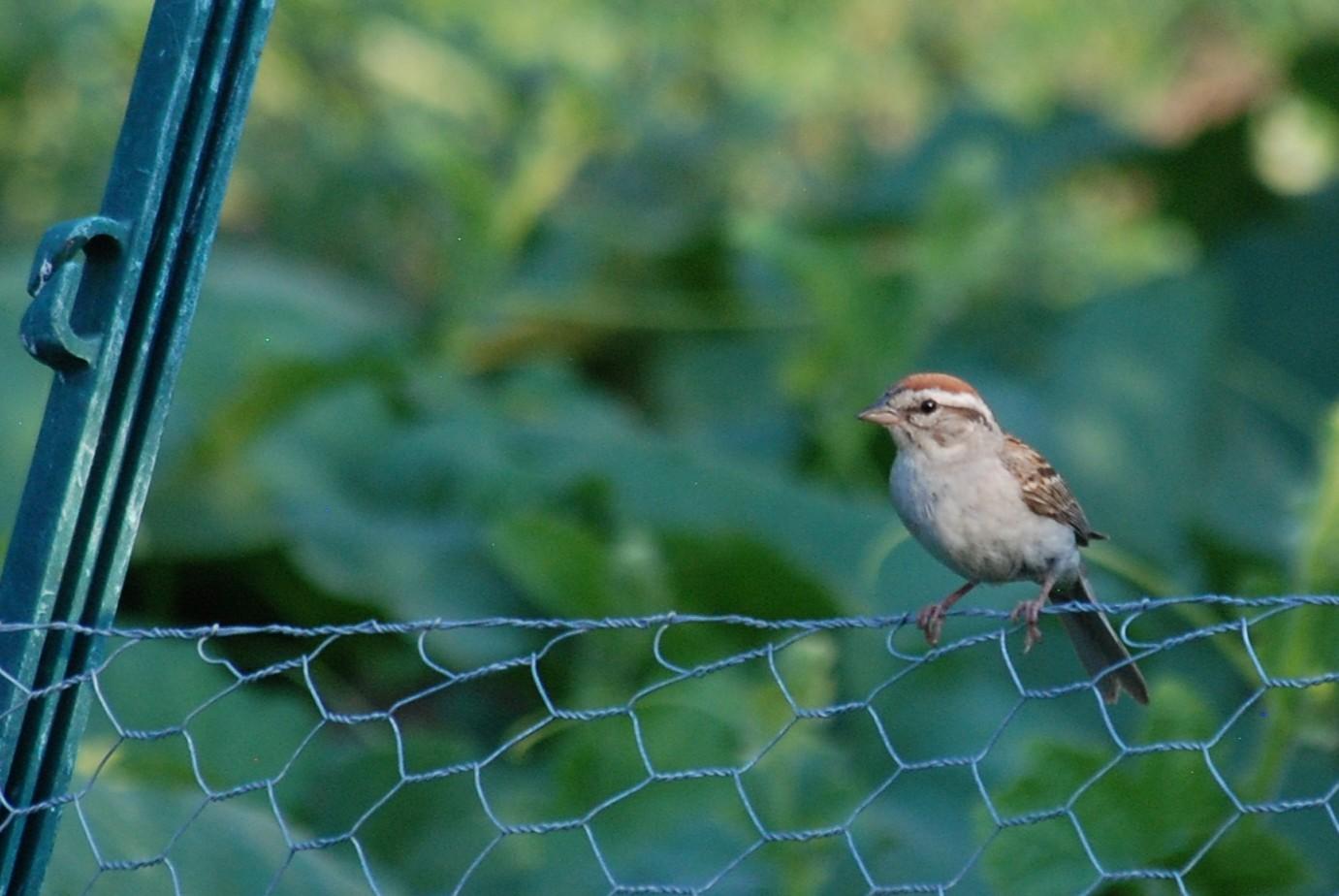 A sparrow with a rusty cap and white stripe above the eye is perched on the top of chicken wire.  To the left is one of the green plastic posts that support the wire fence.   Large green leaves (out of focus) in the background.