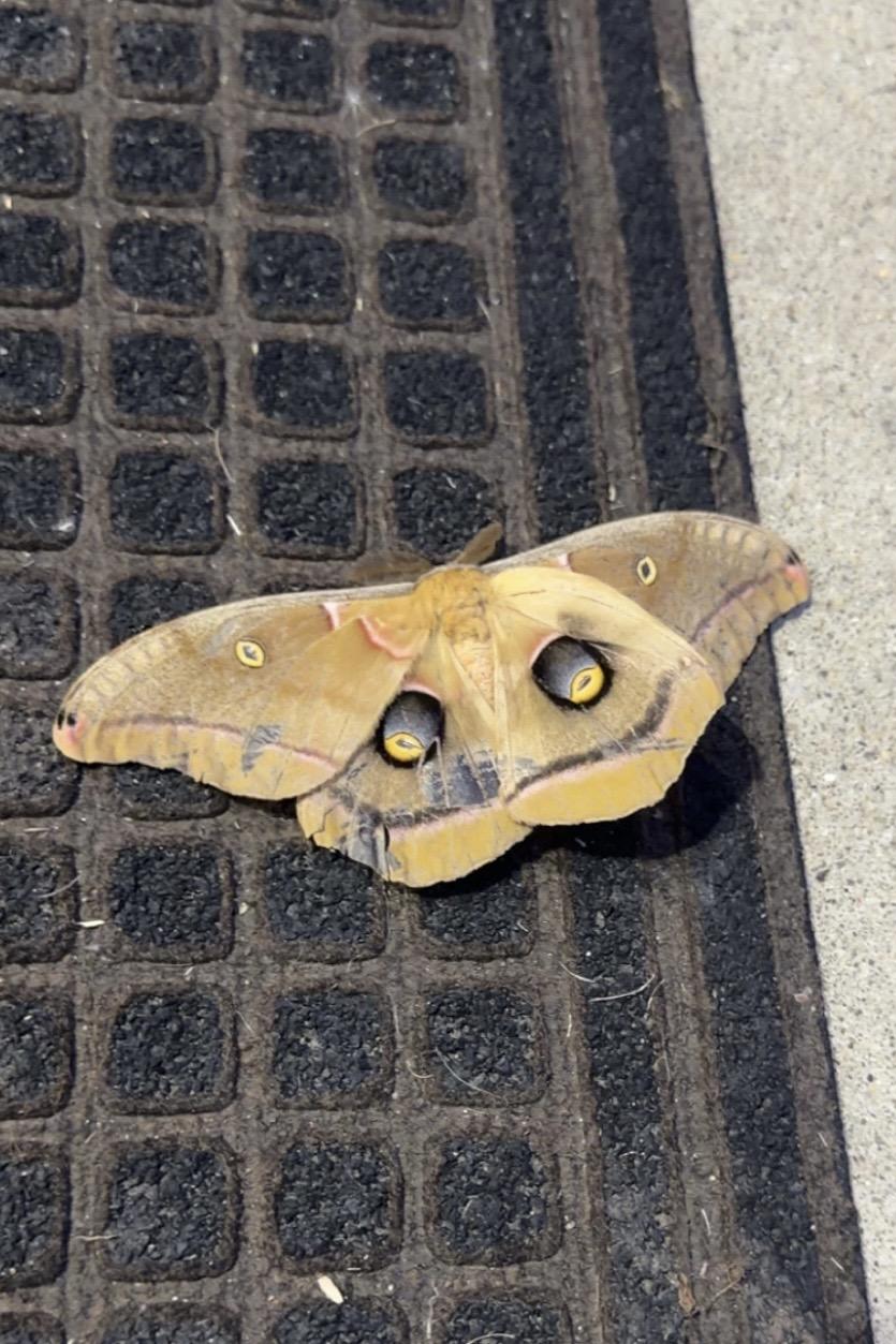 A large moth is resting on a dark industrial floor mat.  The moth is mostly beige, but has several markings, including a large black and yellow eye spot on each lower wing.  The upper wings each have a smaller, fainter spot.