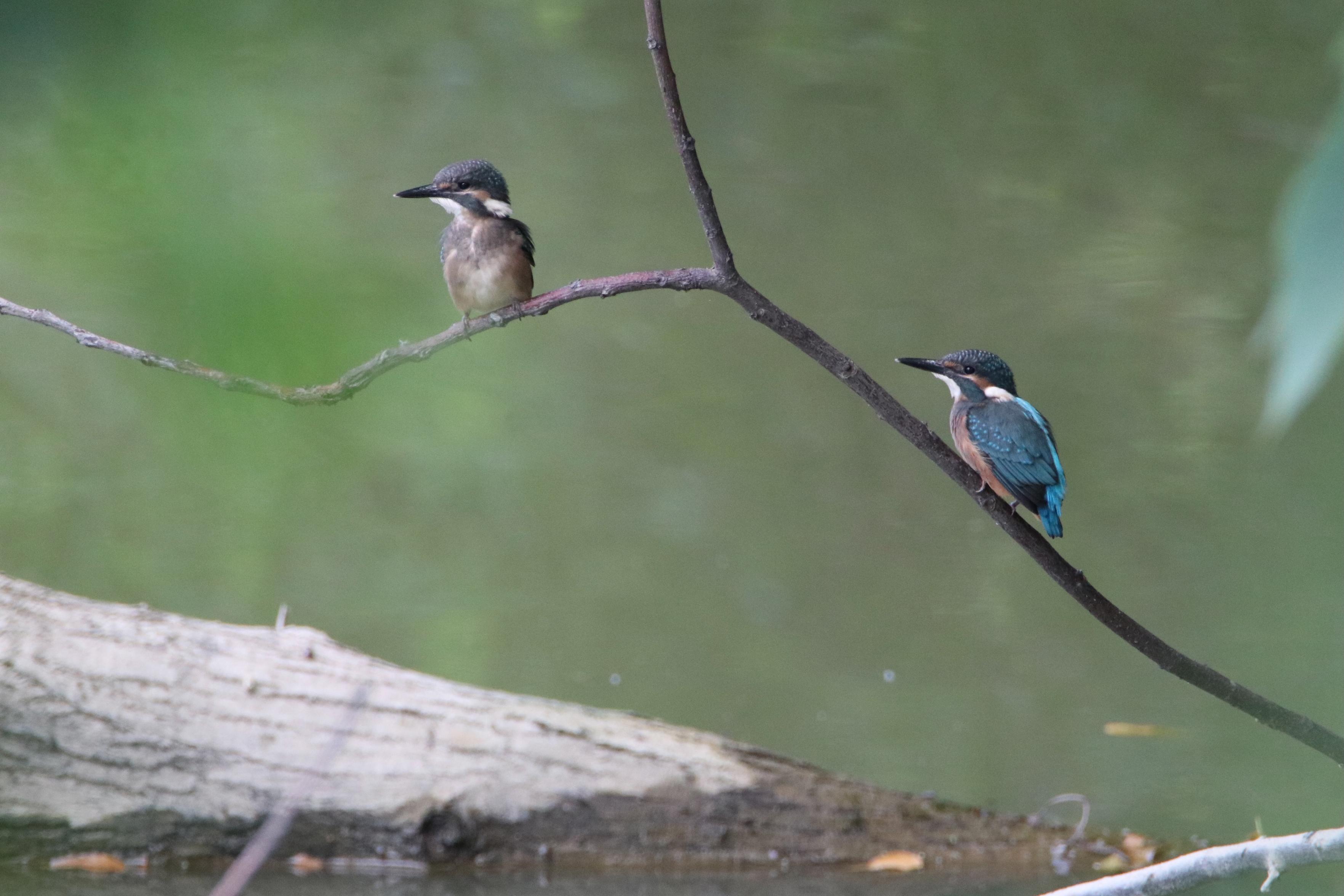 Two young kingfishers perched on a dark bare branch above water against a blurred green background. Under them, there is a large log floating on the water.
