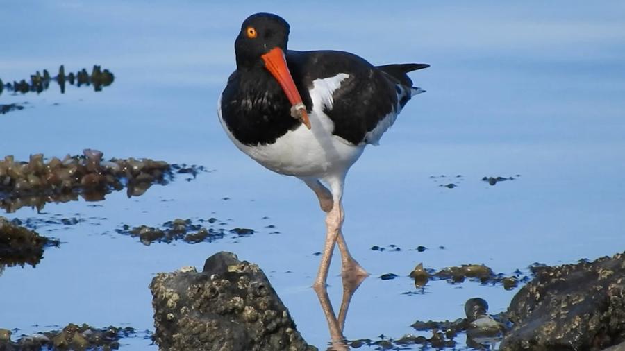 American oystercatcher at Castle Island