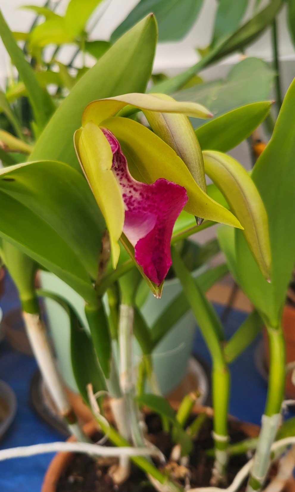 Cattleya orchid flower bud beginning to open.