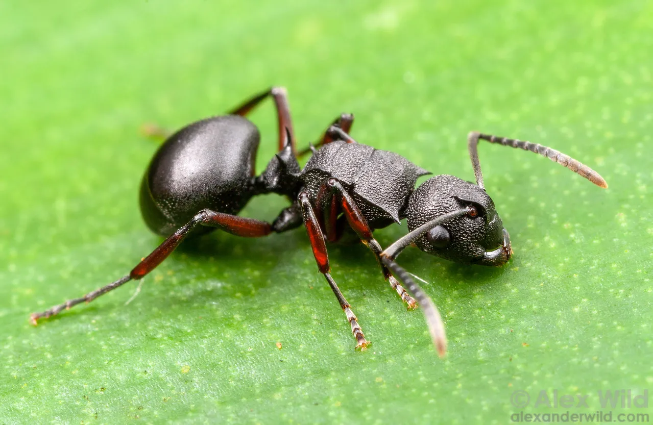 Macro photo of a boxy black ant with dark red legs standing on a green leaf. The ant has a rough texture and short spines on its shoulders and waist.