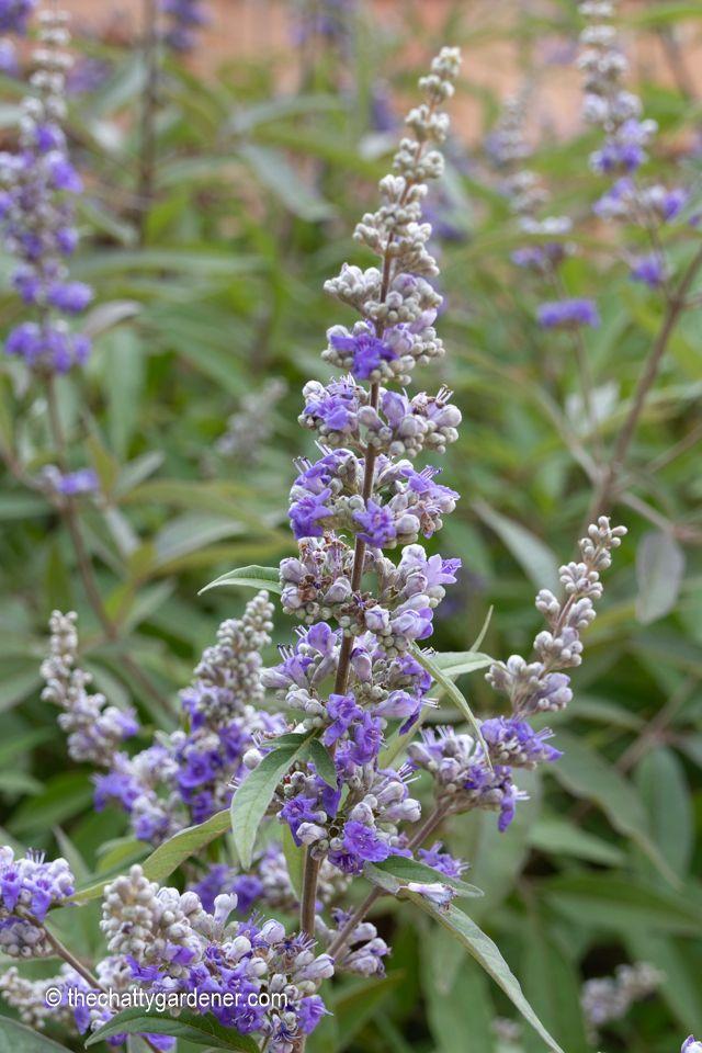 Shrub with long grey-green leaves and small purple flowers.