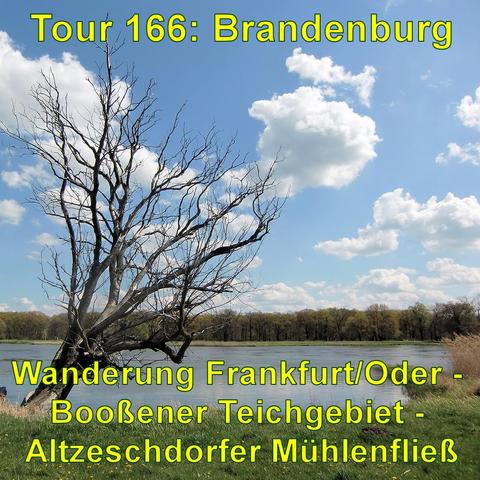 Kahler Baum ohne Blätter steht am Ufer der Oder unter einem blauen Himmel mit weißen Wolken. Am gegenüberliegenden Ufer sind Bäume und Sträucher.