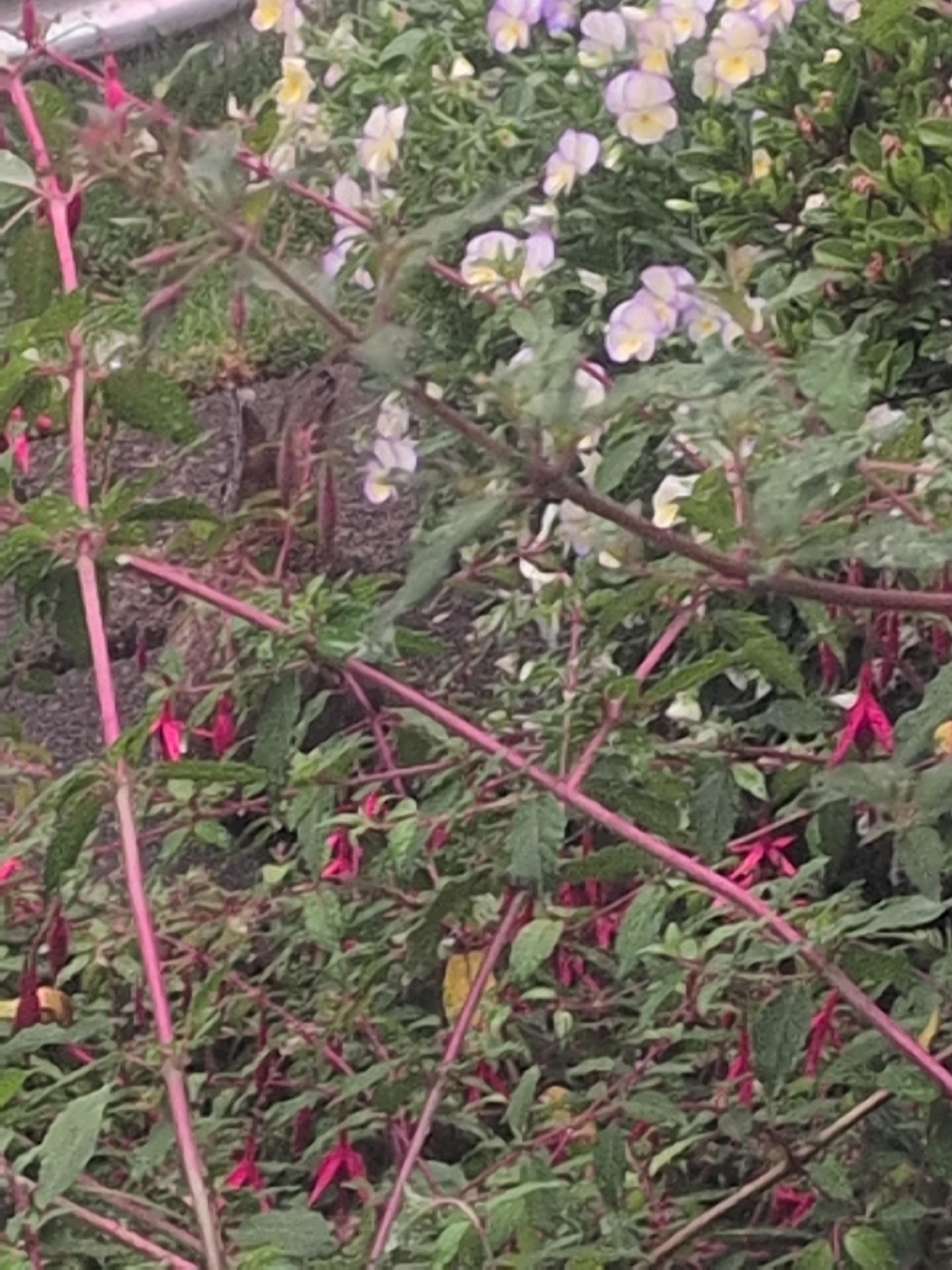 The head and ears of a small rabbit are just visible through the fushcia. It's munching violas with its back to the camera.
