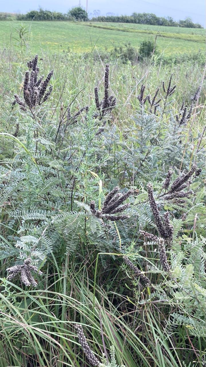 A large clump of leadplant grows amid little bluestem grass.  The leadplant has tiny silvery leaflets and dusty lavender flower spikes.  In the distance is the hayfield, with light green grass and yellow trefoil blossoms.