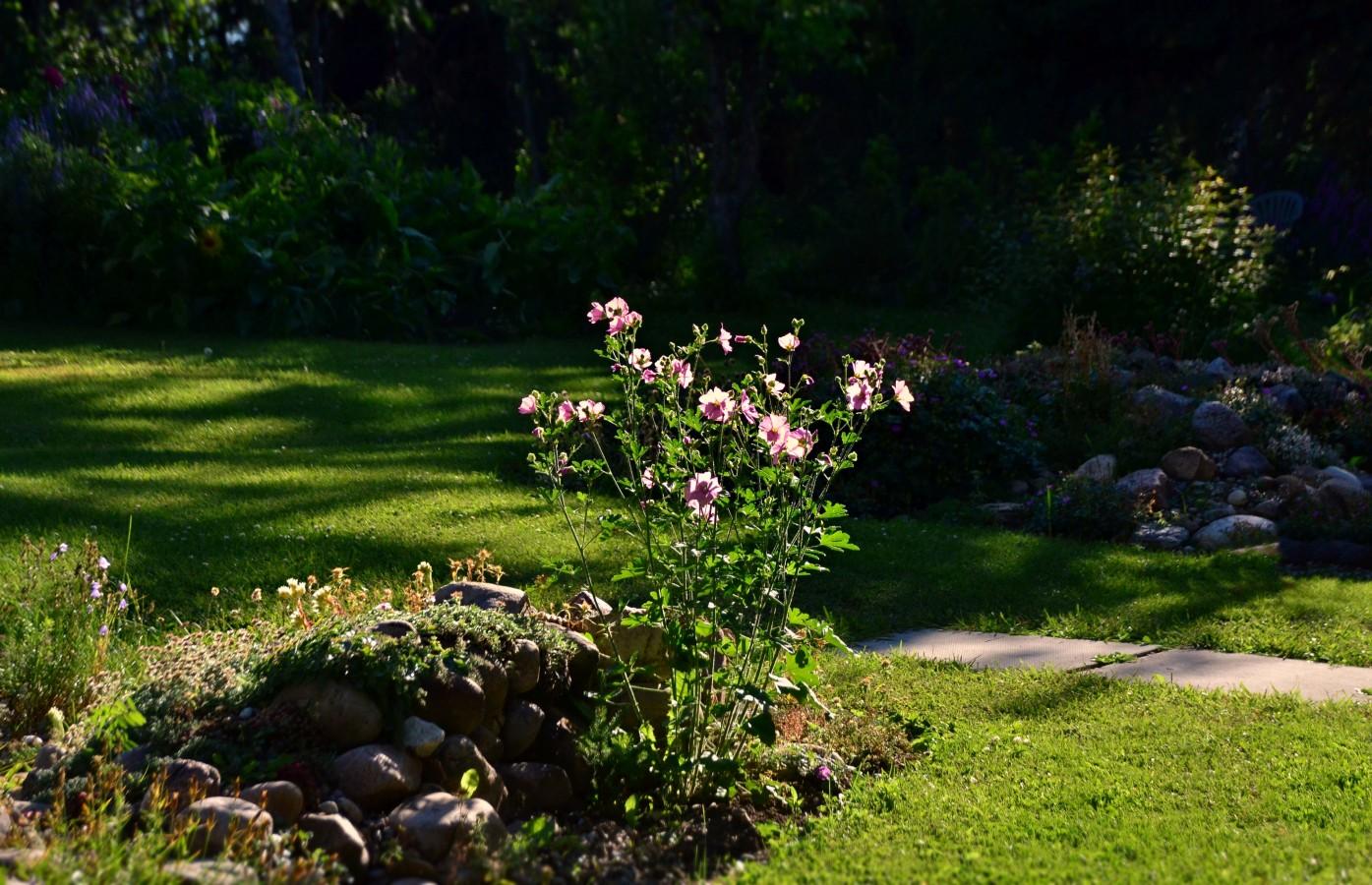 Late afternoon sun reaches a small narrow rock bed from left to centre- farther right and to the rear is a green mowed area, another rock bed, and shrubs/trees farther back are mostly in shade with patches and strips of sunlight making it through to the grassy areas. The rock bed to left has various low to medium height plants, with a single out of place taller plant (wasitheight?) at the right edge. This has a small shrubby/tree shadpe, with many stems rising from the soil and spreading out as they go up. From green leaves many semi-large pale pink flowers appear near the tops of stems, partly back-lit by the sun. Each flower has the flared tubular/cup shape of a Hibiscus flower (cousins).