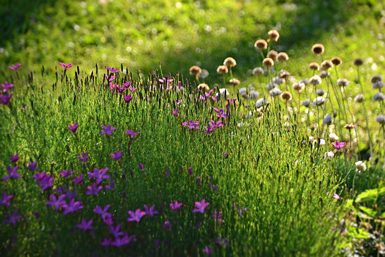 Partial view, mostly of a couple of plants, in a rock garden, unevenly lit by late afternoon sun which comes from behind broken by shadows of trees out of sight beyond the frame. In front is a mound probably around 30cm/12in or a little more in the centre tapering to the ground at the edges. It is composed of a vast number of narrow grassy stems with very narrow leaves. Many stems especially around the edges, but not all, are topped with  simple deep pink flowers. The flowers have 5 petals which rise from a narrow tube, but present a flat face, the pointed petals radiating out straight from the centre, just slightly curved up on some of the edges. From behind that plant rise a bunh of narrow stems topped with pompom flowers, some of which are fresh white, others browny fading but holding the same shape.