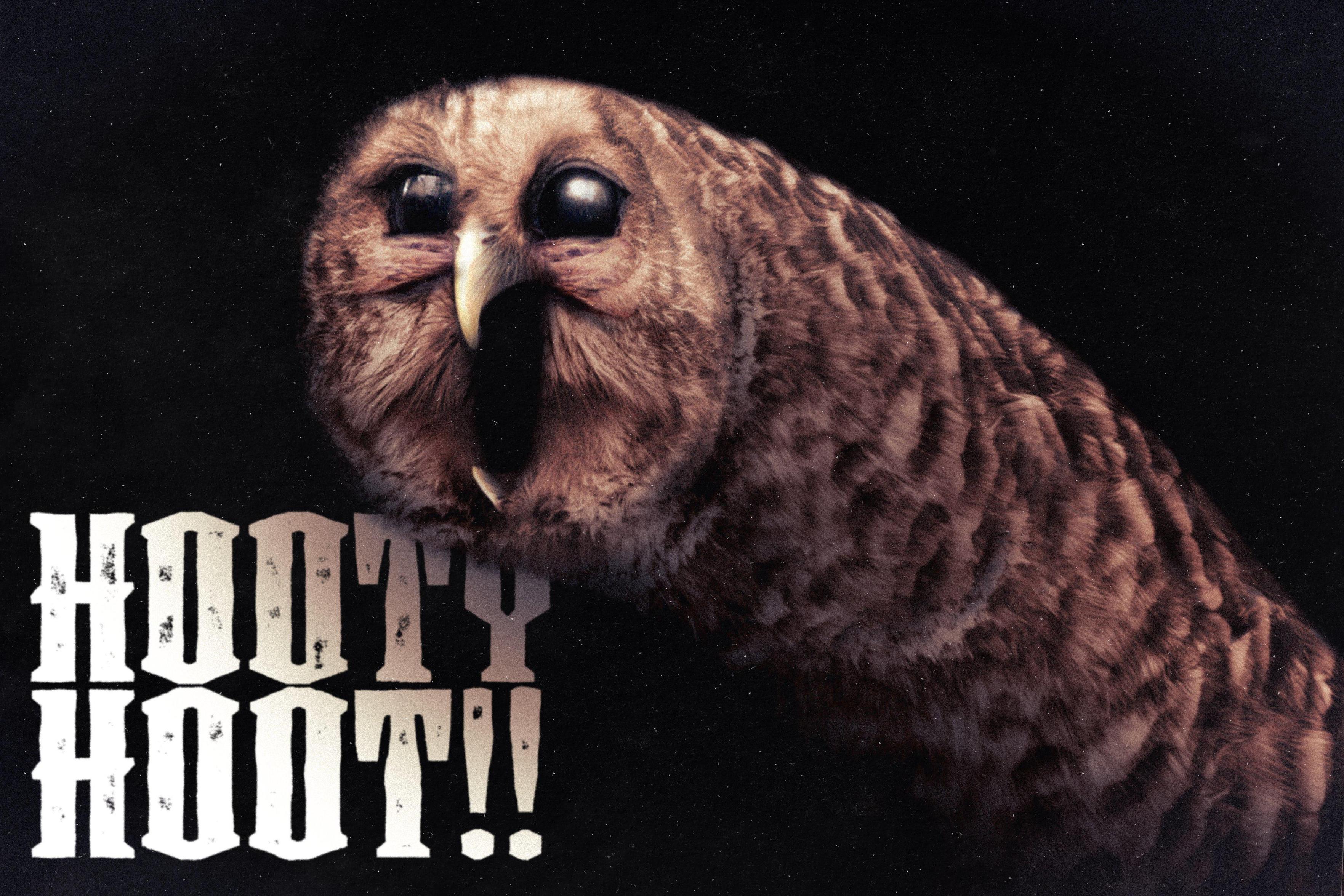 Realistic Hooty from The Owl House, using what looks like either a barred or tawny owl as a model. Text in a sort of toned-down metal font: HOOTY HOOT!!