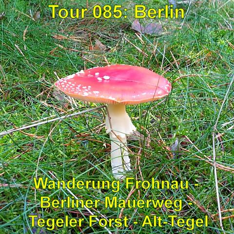 Leuchtend roter Pilz mit weißen Flecken auf dem Hut. Der Pilz steht aufrecht auf einem Stiel und hebt sich deutlich von dem grünen Gras um ihn herum ab. Der Hintergrund ist unscharf, konzentriert sich aber auf die natürliche Bodenvegetation, die aus Gras und vereinzelten kleinen Zweigen besteht. Das Foto gibt die natürliche Umgebung eines Waldes oder einer Wiese wieder und zeichnet sich durch die auffällige Erscheinung des Pilzes aus.