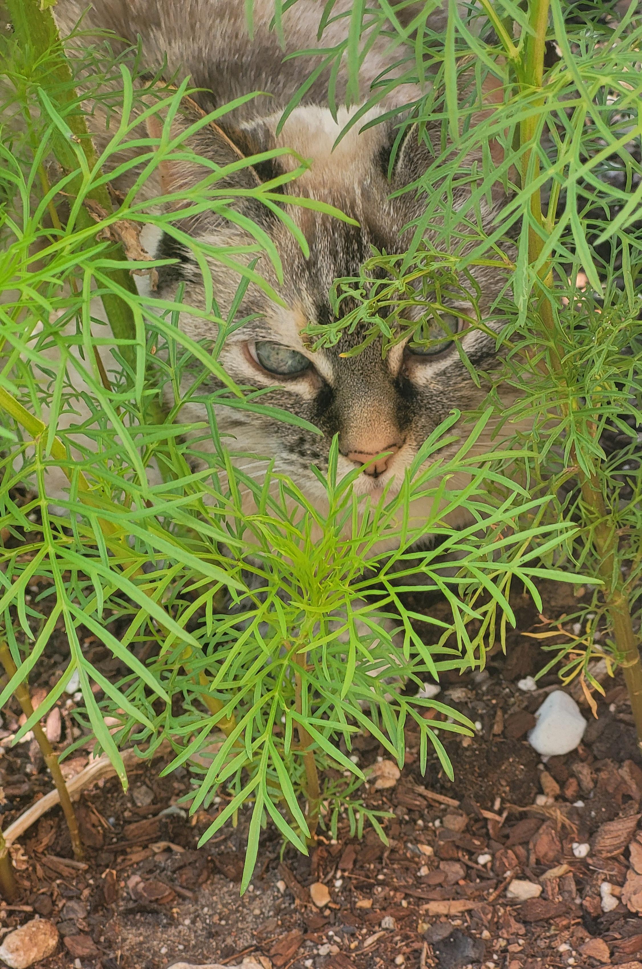 Lulu the cat, whiskers and greenery.