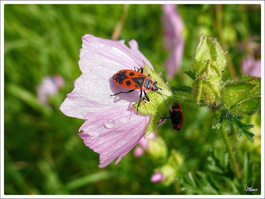 Bildbeschreibung: Feuerwanzen an einer Malvenblüte.