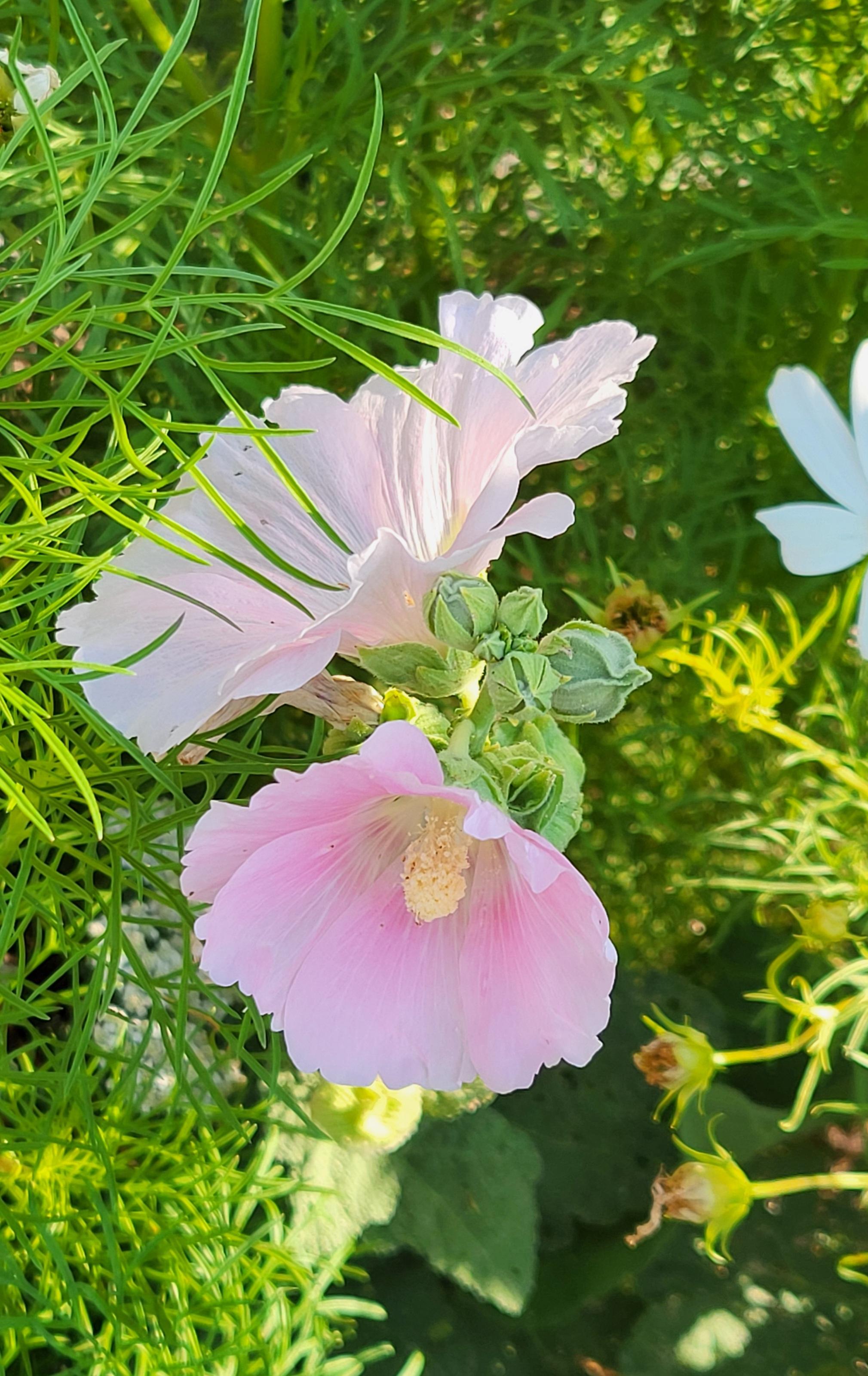 Hollyhock flowers peeping up through the cosmos.