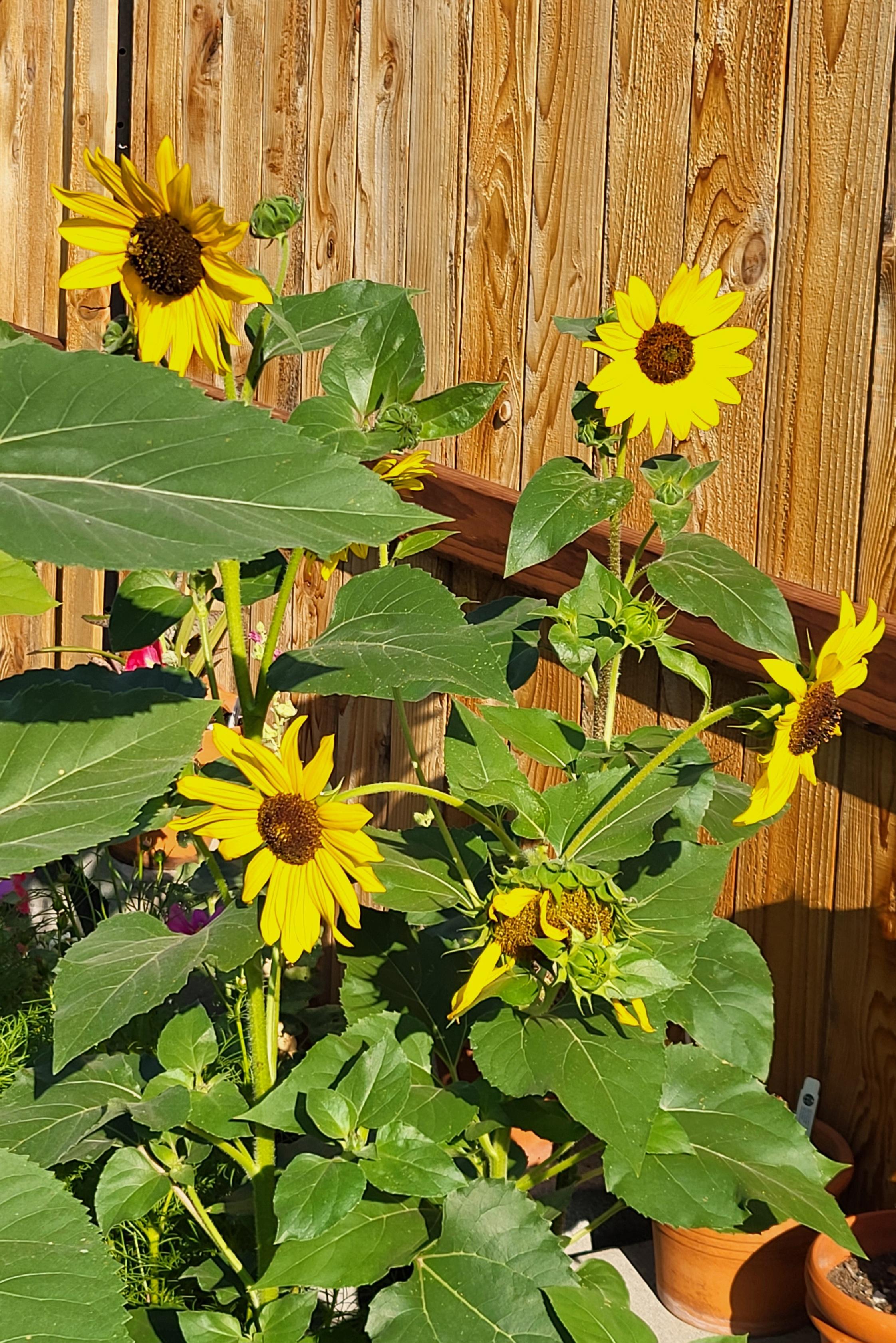 Bloomin' sunflowers.
