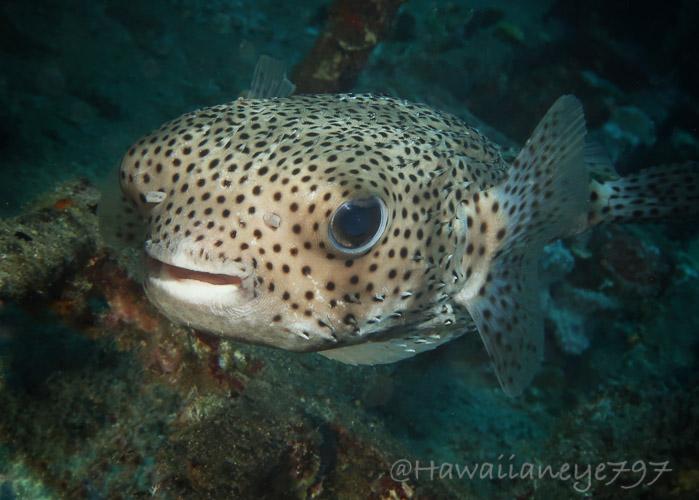 A tan-colored fish shaped like a rugby ball swimming over an ocean reef. The fish is covered with fine black spots, has large round dark eyes and a wide mouth with powerful jaws.