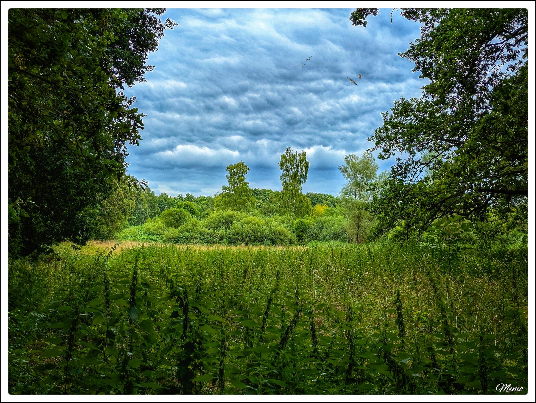 Bildbeschreibung: Blick zwischen Bäumen hindurch auf eine wild bewachsene Freifläche. Am grauen Himmel kämpfen einige Möwen gegen die Windböen.