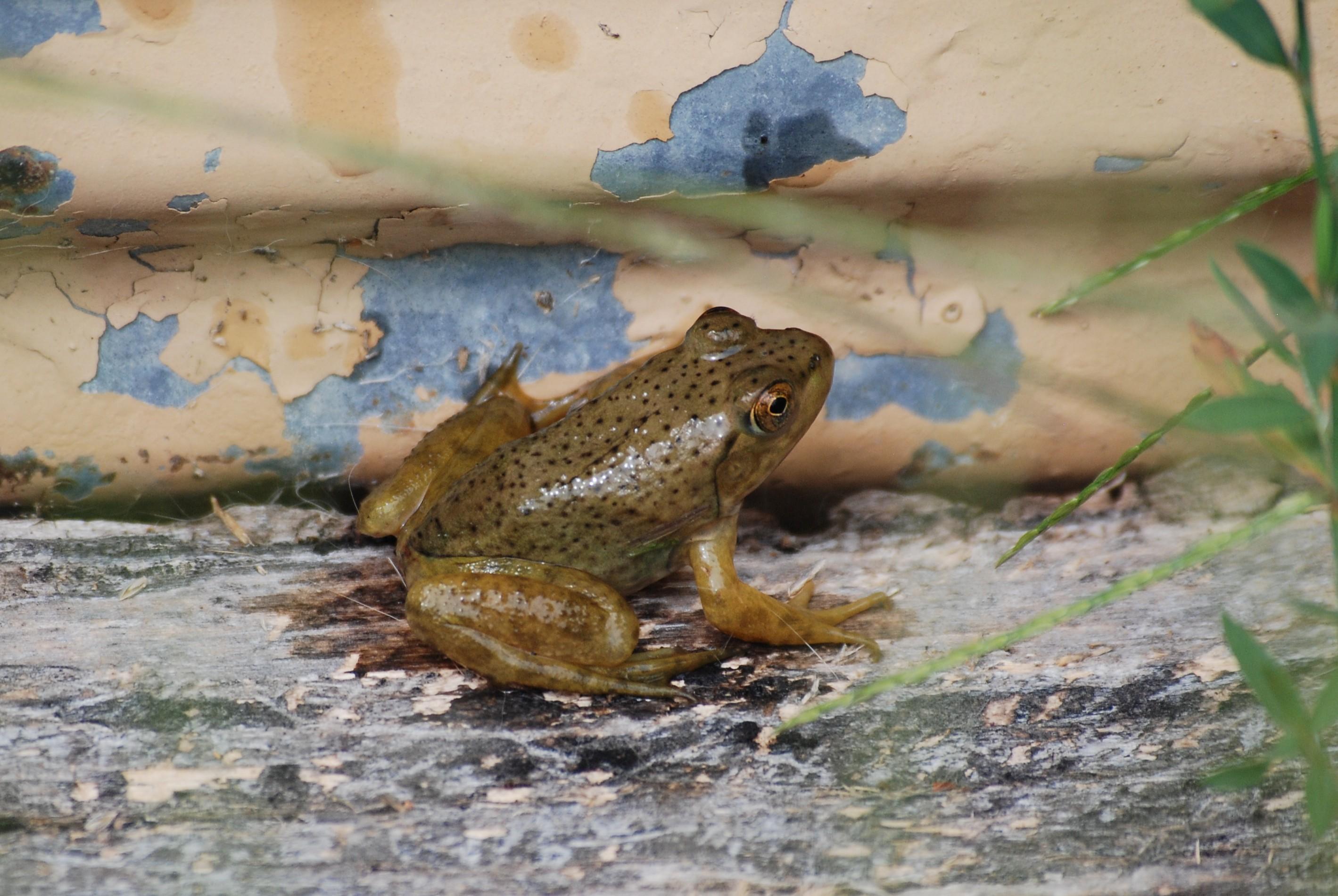 A small greenish brown frog Is sitting on a piece of wood.   The frog has smooth, damp skin that has numerous tiny brown spots.  The eye has a nice coppery color.  The frog is between 2 and 2 1/2 inches long (5-6 cm).