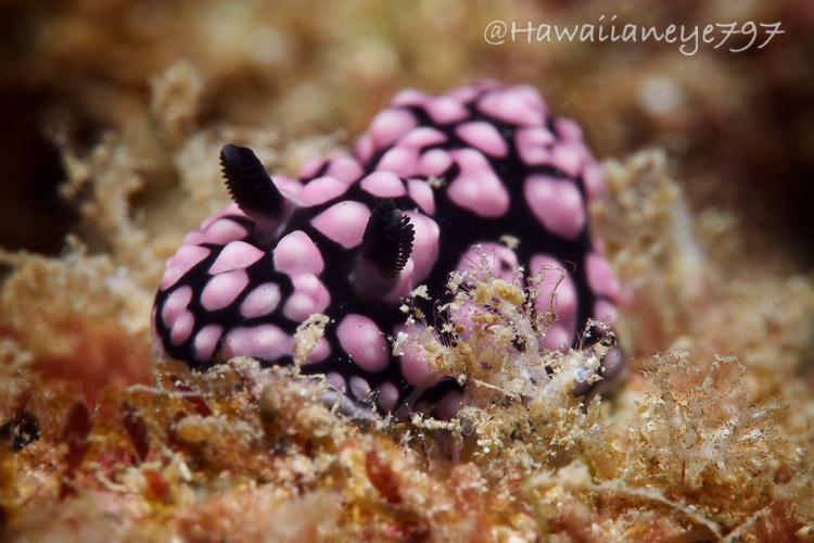 A pink and black sea slug crawling over an ocean reef. The slug is black underneath its raised pink lumps. It has black rhinophores, visible closer to the camera.