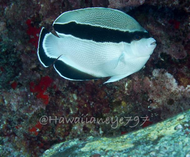 A fish larger than your hand swimming over a rocky ocean reef. The fish is white over the lower half of its body, with a bold black mask extending to its rear. Its top third is gray.