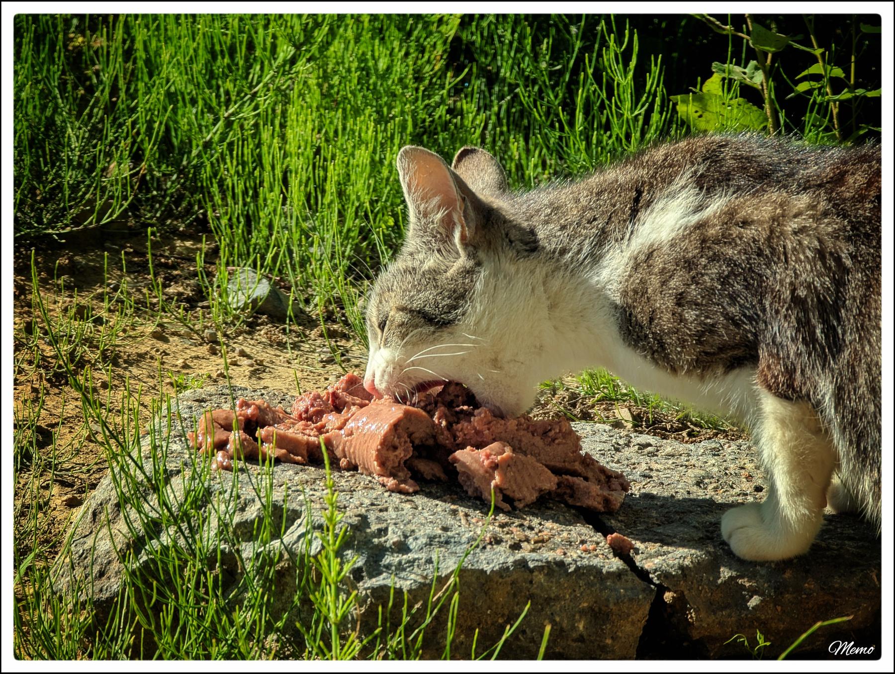 Bildbeschreibung: Die Moorkatzen beim Fressen.
