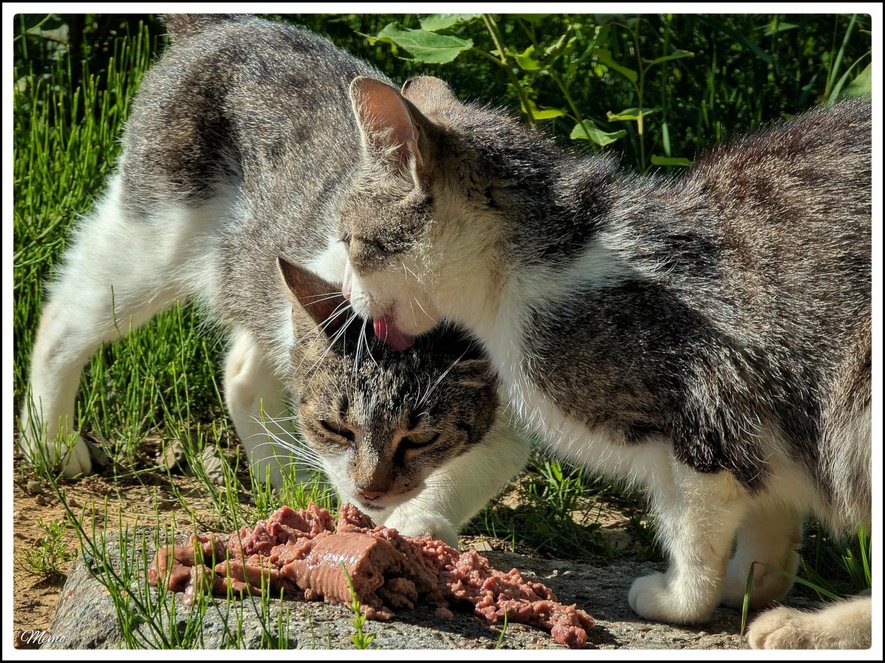 Bildbeschreibung: Die Moorkatzen beim Fressen.