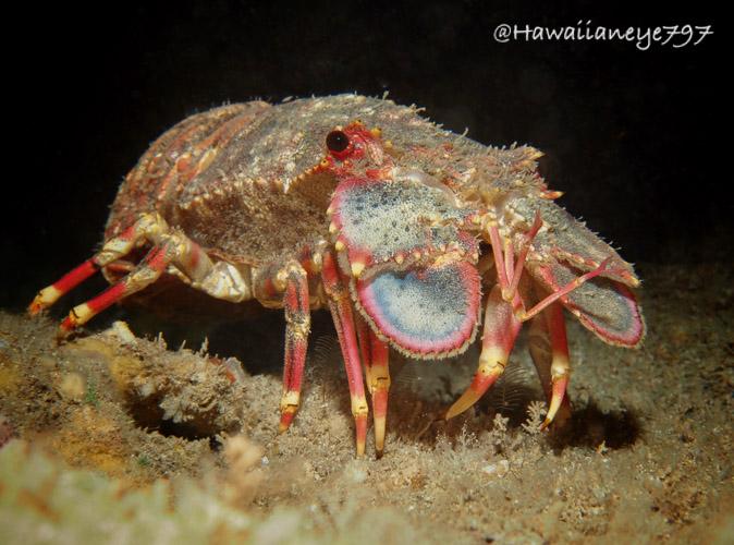 A lobster without large claws crawling over an ocean reef. The lobster is tan in color, rough in texture and has pink-orange legs banded with pale yellow.