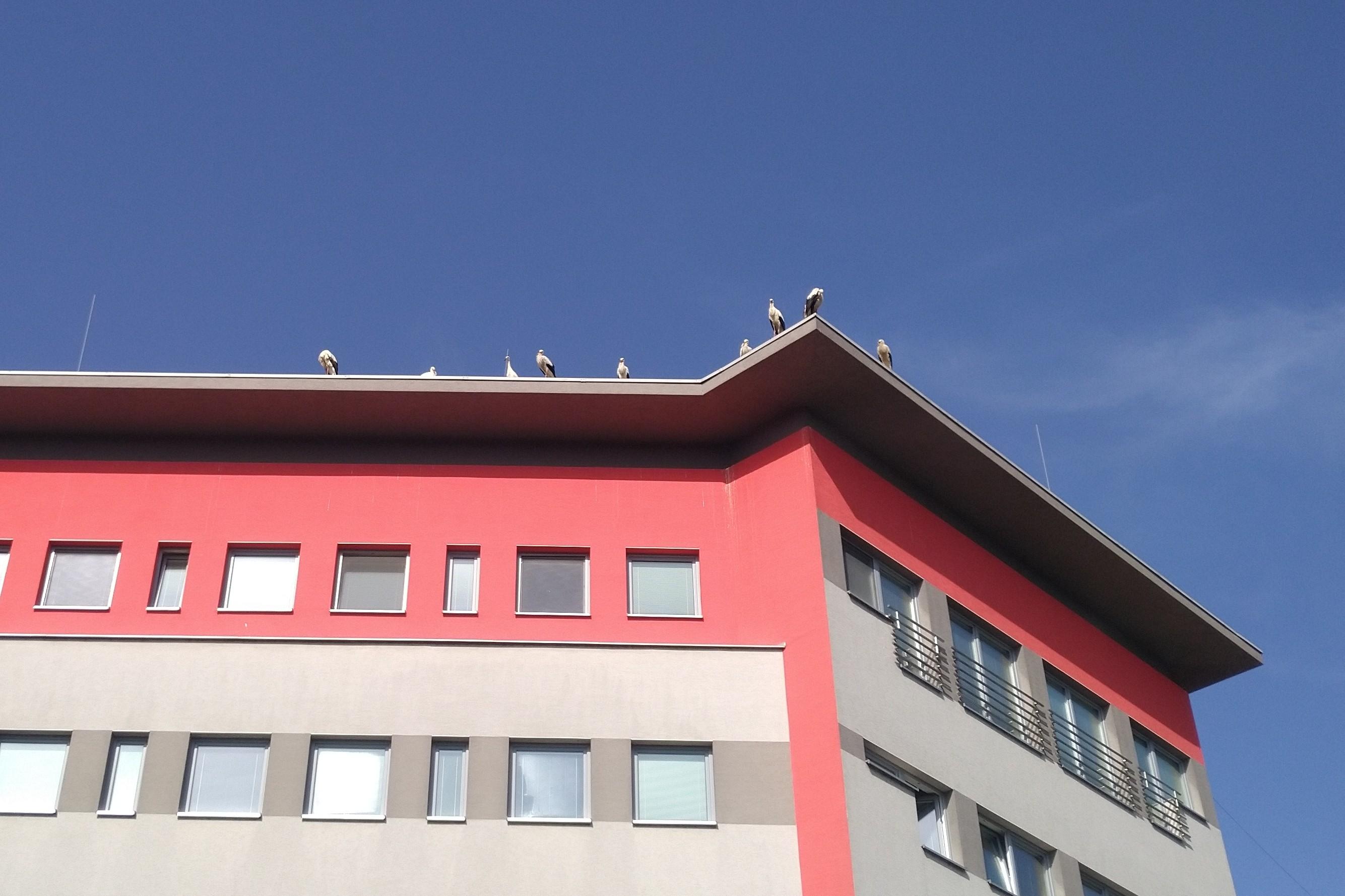 Photo looking up at a four-story office building. There are nine storks standing on the edge of the flat roof, looking down.
