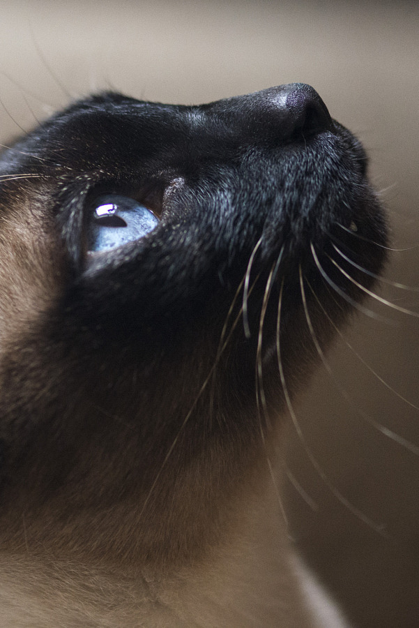 This close-up photo shows the distinctive blue eyes and dark face of a Siamese cat.