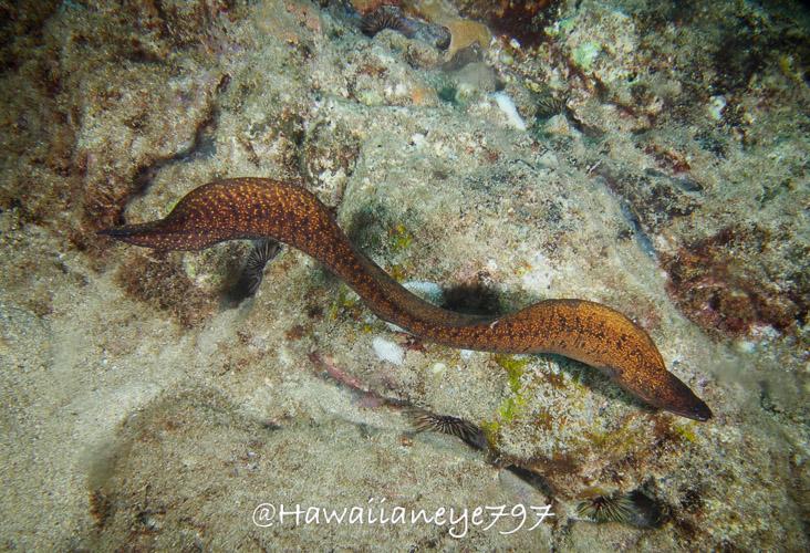 A snake-like brown moray eel swimming over a sandy reef. Its head is to the right. The eel is mottled with dark markings.