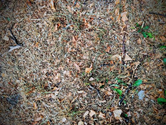 Top-down view of dry, light brown grass and dirt scattered with fallen, light orange leaves, small twigs, and a few sparse patches of green weeds.