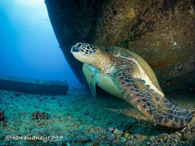 A sea turtle rising from the ocean floor next to the hull of a wreck. The turtle is looking to the left of the camera. Its head is rounded and its fins flattened, covered with a mosaic of leathery dark skin tiles.