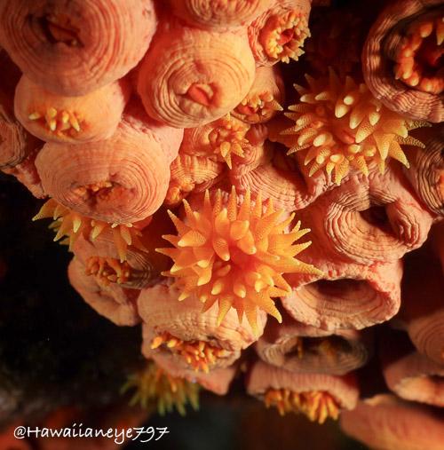 A cluster of orange cup corals at an ocean reef. Several of the corals are extending their tentacles when conditions are favorable for feeding, such as steady movement of water that brings food to their site.