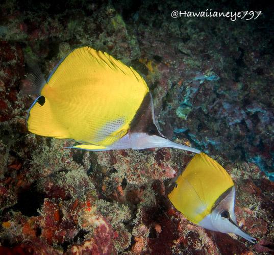 Two yellow fish shaped like paddles with long gray snouts. They have black triangles masking their eyes. They swim over a rocky ocean reef.
