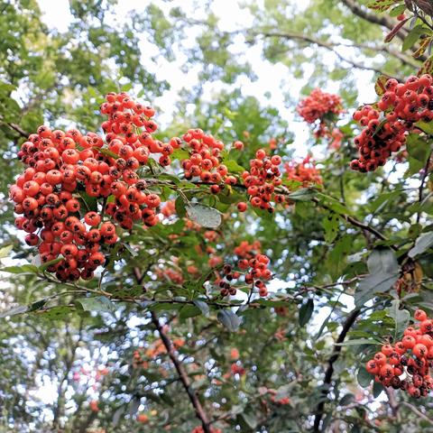 Zahlreiche leuchtend orange-rote Beeren hängen in dichten, traubenartigen Büscheln an einem Strauch mit dunkelgrünen, schmalen Blättern. Die Beeren sind rund und weisen am unteren Ende sternförmige Narben auf. Die Blätter zeigen teilweise Fraßspuren oder Verfärbungen. Im Hintergrund ist ein bewaldeter Bereich mit weiteren Fruchtständen und grünem Laub sichtbar.